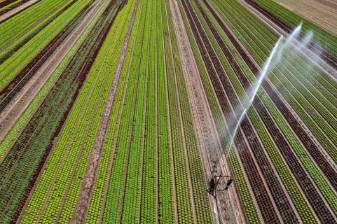 A field is artificially irrigated, water is sprayed onto the field via an irrigation system, field