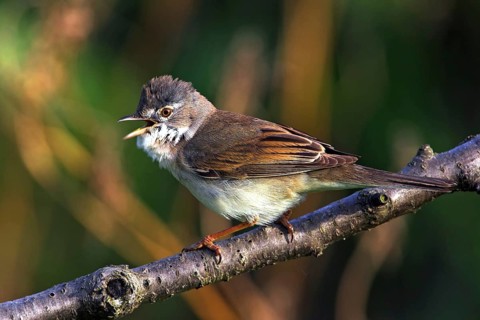 Whitethroat, songbird, (Sylvia communis), Bad Dürkheim district, Rhineland-Palatinate, Federal