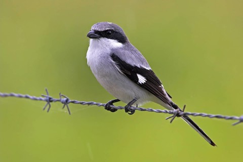 Loggerhead shrike (Lanius ludovicianus), Joe Overstreet Road, Osceola County, Florida, USA, North