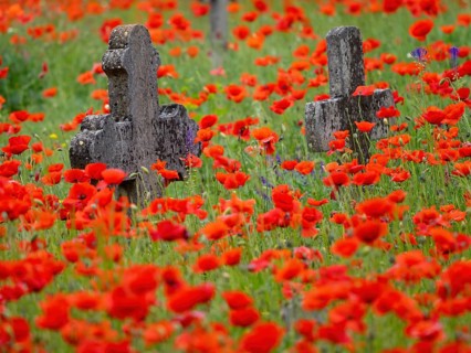 Poppy, poppy, cemetery, gravestone, cross, flowers, poppies, Tiszaalp-r, Kiskuns-gi National Park,