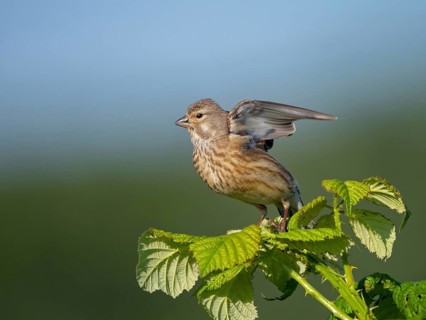Linnet, Common Linnet, Eurasian Linnet, (Carduelis cannabin), (Acanthis cannabina), Linotte