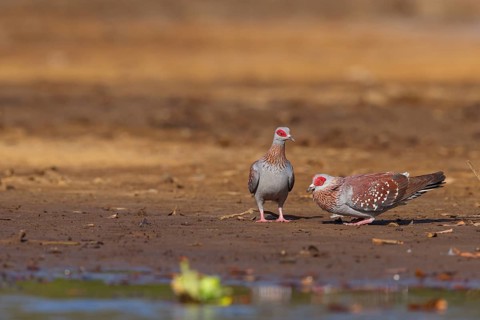 Africa, Gambia, speckled pigeon (Columba guinea), Pigeon roussard, Paloma de Guinea, Pigeon,