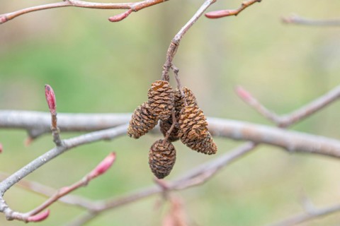 Red alder (Alnus rubra), Tharandt Forest Park, Germany, Europe