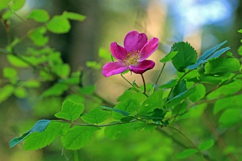 Alpine rose (Rosa pendulina L.)