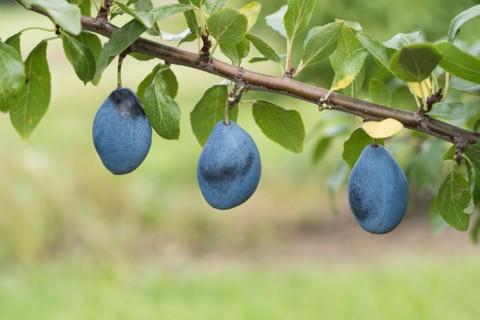 Plum (Prunus domestica 'Valjevka'), Bundessortenamt Prüfstelle Wurz, Germany, Europe