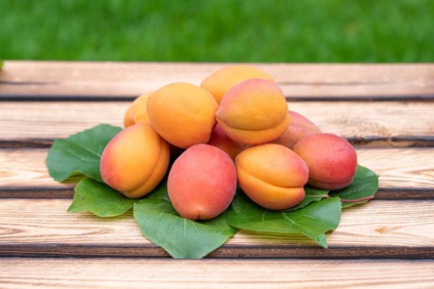 Apricot (Prunus armeniaca 'Farbaly'), An den Dorfwiesen 9, Germany, Europe