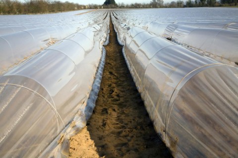 Plastic sheeting cloches protecting early vegetable crop in field, Hollesley, Suffolk, England,