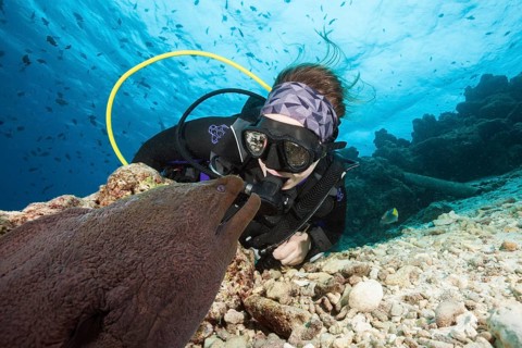 Diver and giant moray eel, Gymnothorax javanicus, North Male Atoll, Indian Ocean, Maldives, Asia