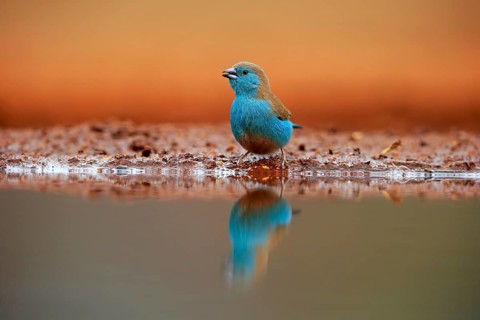 Blue waxbill (Uraeginthus angolensis), Angola butterfly finch, adult, at the water, Kruger National
