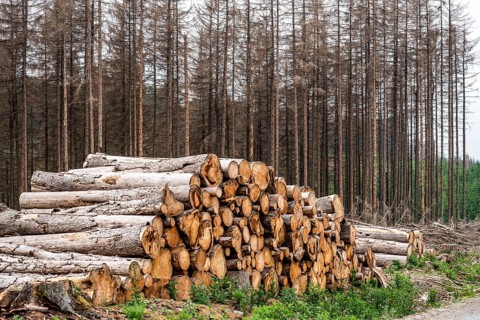 Forest dieback in the Arnsberg Forest nature park Park, over 70 per cent of the spruce trees are