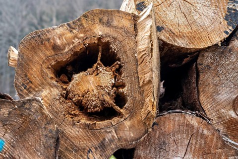 Forest dieback in the Arnsberg Forest nature park Park, over 70 per cent of the spruce trees are