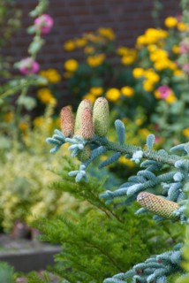 Noble fir (Abies procera 'Glauca'), Schalsee, Ratzeburg, 81