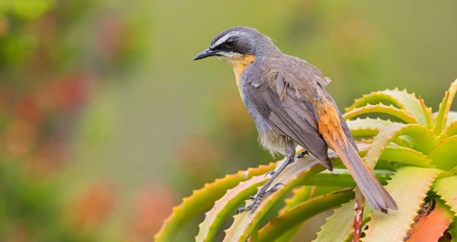 Cossypha caffra, family of flycatchers, Underberg surroundings, Underberg, KwaZulu-Natal, South
