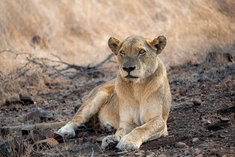 Lion (Panthera leo), adult female, lying down, African savannah, Kruger National Park, South