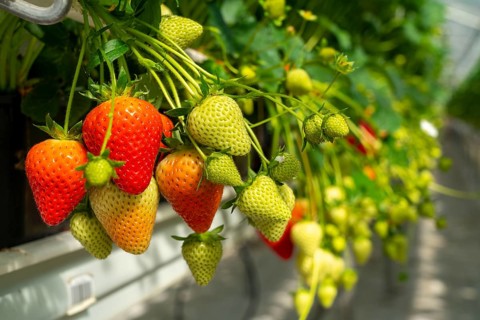 Strawberry cultivation in a greenhouse, young strawberry plants are growing, at different stages of
