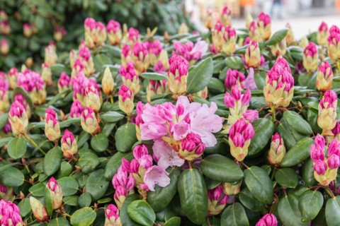 Williams Rhododendron (Rhododendron 'Vater Böhlje'), Gardens of the World, Germany, Europe