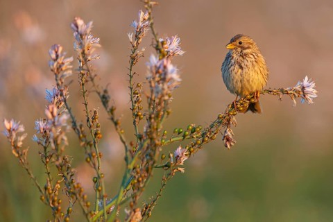 Corn Bunting, Miliaria calandra, Emberiza calandra, Bruant proyer, Triguero, Lesbos, Greece, Europe