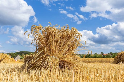 The Cunnersdorf village association presented historical harvesting techniques in agriculture,