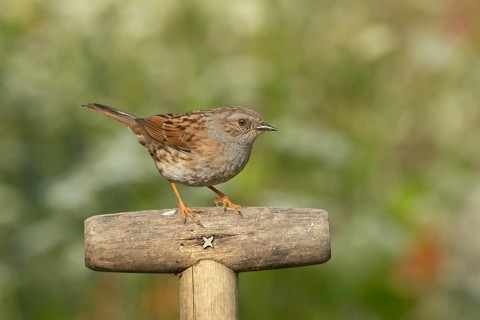 Dunnock or Hedge sparrow (Prunella modularis) adult bird on a garden fork handle, Suffolk, England,