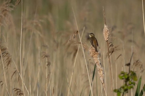 Sedge warbler (Acrocephalus schoenobaenus) adult bird on a reed stem in a reedbed in the summer,