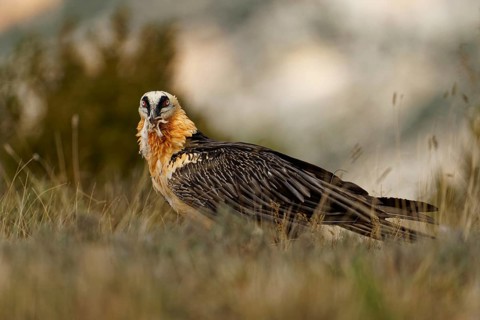 Old bearded vulture (Gypaetus barbatus), prey, fur remains, Catalonia, Pyrenees, Spain, Europe