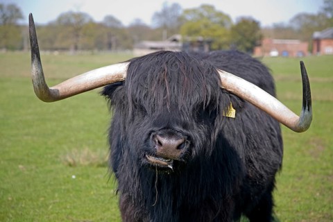 Longhorn Highland cattle at Helmingham Hall, Suffolk, England, United Kingdom, Europe