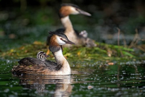 Great Crested Grebe (Podiceps cristatus), pair at the nest, with chicks, Krickenbecker Seen, North
