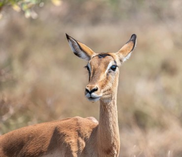 Impala (Aepyceros melampus), black heeler antelope, female, animal portrait, Kruger National Park,