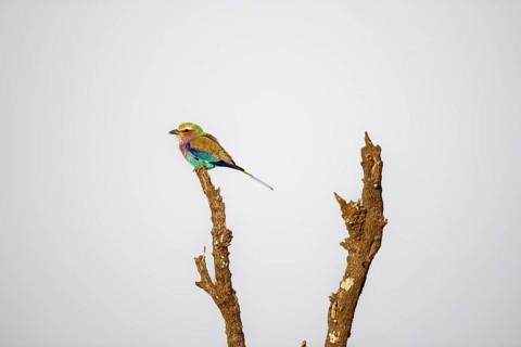 Lilac-breasted roller (Coracias caudatus) sitting on a branch in front of a blue sky, Kruger