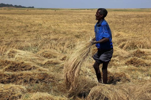 Amhara region, farmers harvesting teff, teff, tef, dwarf millet, Eragrostis tef, seeds are