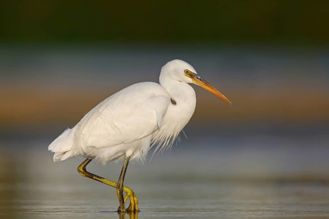 Western Reef Heron, Western Reef-Heron, Western Reef-Egret, (Egretta gularis), Garceta Dimorfa,