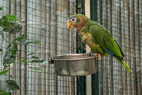 Jamaican Amazon (Amazona collaria), Walsrode Bird Park, Lower Saxony, Germany, Europe