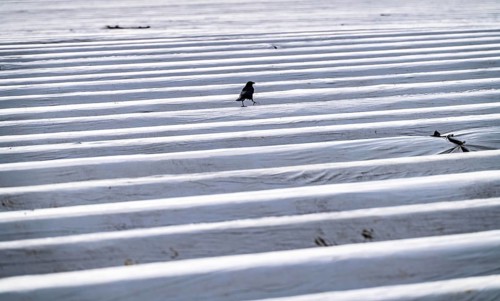 Asparagus fields, asparagus stems under foil, for faster growth, KrÃ¤hellen, near Kirchhellen,