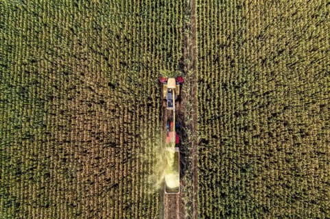 Maize harvest, combine harvester, chopper works its way through a maize field, the silage is pumped