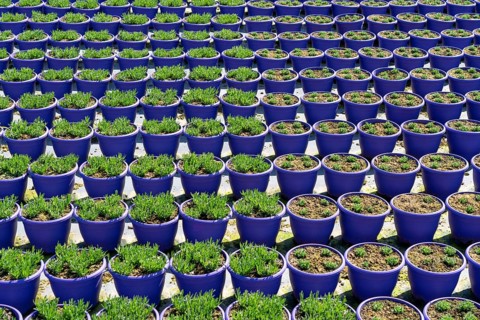 Gardening, plant cultivation, ornamental plants grow in flower pots, outdoors