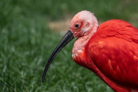 Scarlet ibises (Eudocimus ruber), Walsrode Bird Park, Lower Saxony, Germany, Europe