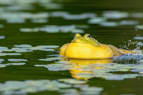 Bullfrog, Lithobates catesbeianus. A male bullfrog floating on a lake and calling when another male