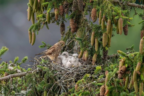 Common kestrel (Falco tinnunculus), female adult bird with young birds not yet ready to fly in the