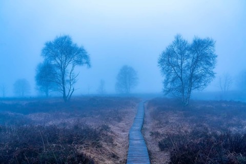 The High Fens nature park Park, in the German-Belgian border region near Eupen, winter, fog, wooden