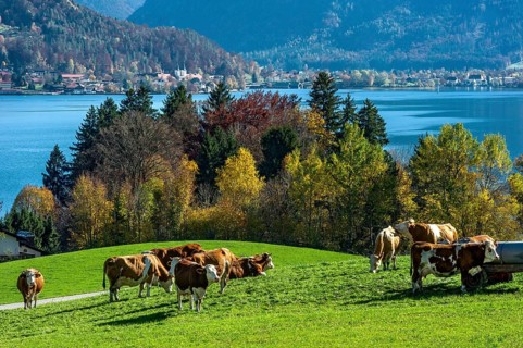 Cows on a pasture at Lake Tegernsee, lake and village behind, Mangfall mountains, Bavarian Prealps,