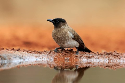 Grey bulbul (Pycnonotus barbatus), adult, at the water, Kruger National Park, Kruger National Park,
