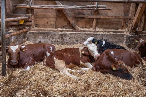Calves lying on straw in the barn on an organic farm, North Rhine-Westphalia, Germany, Europe