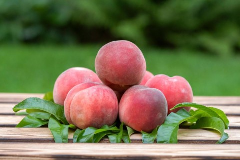 Peach (Prunus persica 'Winzertraum'), An den Dorfwiesen 9, Germany, Europe