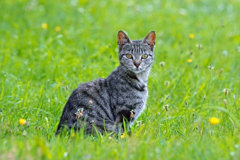 Mackerel striped tabby cat in meadow, showing typical M-shaped marking on the forehead
