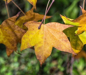 Yellow-orange autumn maple leaves in the park