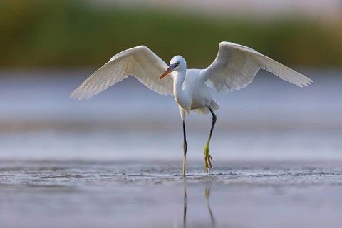 Western Reef Heron, Western Reef-Heron, Western Reef-Egret, (Egretta gularis), Garceta Dimorfa,