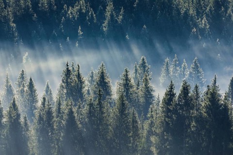 Fog and forest in OberÃ¤geri in the canton of Zug, Switzerland, Europe