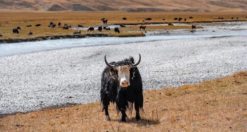 Cute yak in front of a river, Issyk Kul province, Kyrgyzstan, Asia