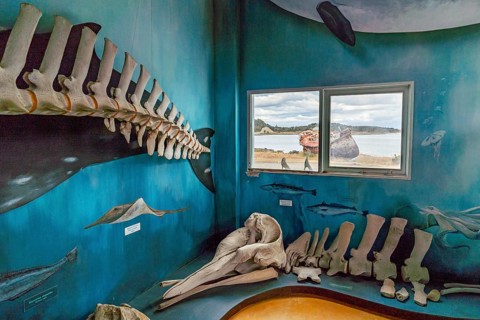 Whale skeletons in the maritime museum in the Estancia Harberton estate of missionary Thomas