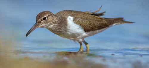 Common greenshank (Tringa nebularia) Chevalier aboyeur, Archibebe Claro, Offstein sewage ponds,
